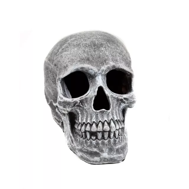 Large Realistic Skull Prop at Spirit Halloween