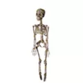Moss Skeleton at Spirit Halloween