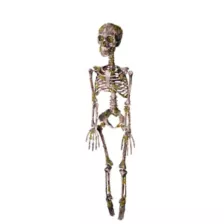 Moss Skeleton at Spirit Halloween