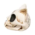 Mystical Arts Cat Skull at Spirit Halloween