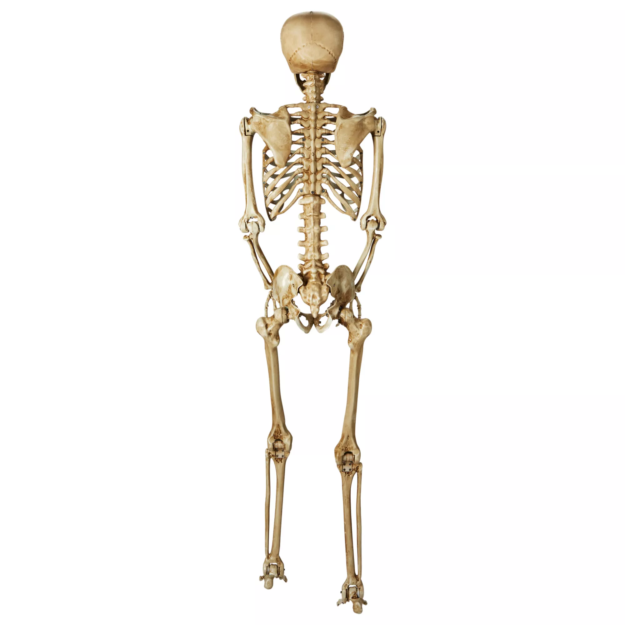 5 Ft Poseable Decayed Skeleton at Spirit Halloween