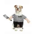 Pugsley Addams Pet Costume - The Addams Family at Spirit Halloween