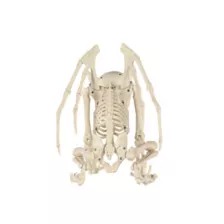 Gargoyle Skeleton at Spirit Halloween
