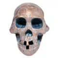 Resin Skull at Spirit Halloween