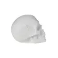 White Skull Tabletop Decoration at Spencer's
