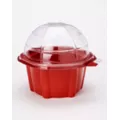 Franki Fly Trap Mini Dome Terrarium at Spencer's