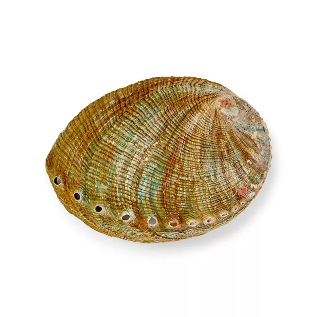 Abalone Shell Smudge Bowl at Spencer's