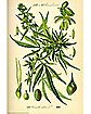 Sativa Cannabis Plant Poster