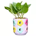 Pastel Yin and Yang Flower Planter at Spencer's