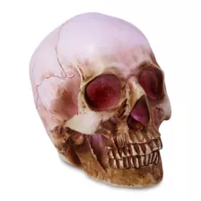 LED Skull Light at Spencer's