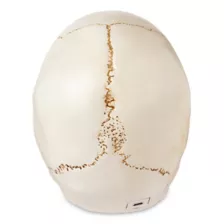 LED Skull Light at Spencer's