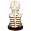 Light-Up Skeleton Lamp at Spencer's