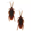Cockroach Dangle Earrings at Spencer's