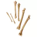 12-Piece Bag of Decaying Bones at Spirit Halloween