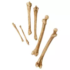 12-Piece Bag of Decaying Bones at Spirit Halloween