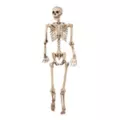 5 Ft Pose 'N' Stay Skeleton at Spirit Halloween
